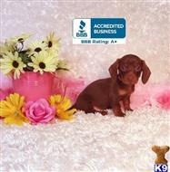 dachshund puppy posted by little paws kennel